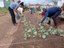 Levantamento de canteiros, transplantio e semeadura