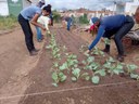 Levantamento de canteiros, transplantio e semeadura
