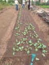 Levantamento de canteiros, transplantio e semeadura