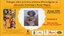 Diálogos sobre práticas artísticas afro-indígenas em educação