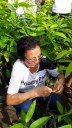 Produção de mudas frutíferas
