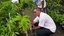 Produção de mudas frutíferas
