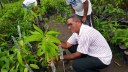 Produção de mudas frutíferas