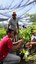 Produção de mudas frutíferas