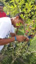 Produção de mudas frutíferas