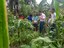 Agrofloresta