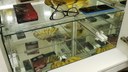 Câmara de desinfecção para patógenos
