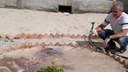 O projeto buscar criar, na escola, uma área verde produtiva pela qual todos se sintam responsáveis