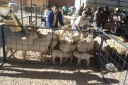 Feira Agrícola Queimada Nova