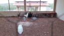 O objetivo da ação é melhorar a ambiência animal