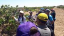 A Fazenda Planalto é uma grande produtora de caju no estado do Piauí