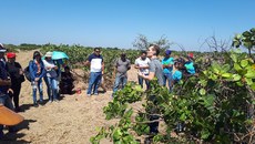 A Fazenda Planalto é uma grande produtora de caju no estado do Piauí