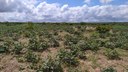 Área afetada