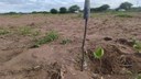 O jardim clonal faz parte de um projeto de extensão