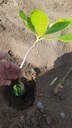 O jardim clonal faz parte de um projeto de extensão