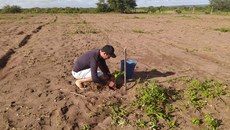 O jardim clonal faz parte de um projeto de extensão
