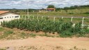 Plantação de milho orgânico