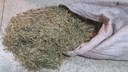 feno de mata-pasto produzido durante aula prática