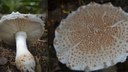 Amanita dulciodora