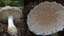 Amanita dulciodora