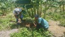 prática de biofertilizantes