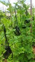O cultivo vertical de melancia pode ser uma alternativa para os produtores que possuem pouca área em sua propriedade