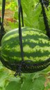 O cultivo vertical de melancia pode ser uma alternativa para os produtores que possuem pouca área em sua propriedade
