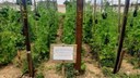 O cultivo vertical de melancia pode ser uma alternativa para os produtores que possuem pouca área em sua propriedade