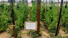 O cultivo vertical de melancia pode ser uma alternativa para os produtores que possuem pouca área em sua propriedade