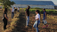 Semeio de sorgo-granífero