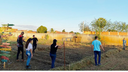 Semeio de sorgo-granífero