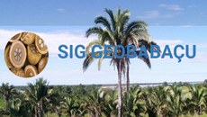 O Sistema traz informações gerais sobre o babaçu e os municípios produtores, além de fornecer um banco de dados geográficos