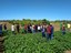 Simpósio de Ciências Agrárias do IFPI
