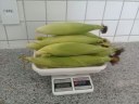 Colheita de milho