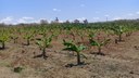 Participaram do evento, professores e alunos do módulo III do curso técnico em Agropecuária