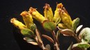 Descoberta de nova espécie de planta