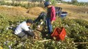 batata biofortificada